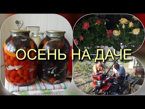 Видео: КУПИЛИ МОТОБЛОК //ПОСАДИЛА ХРИЗАНТЕМЫ/ /БРОККОЛИ РАСТУТ//