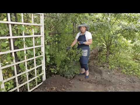 Видео: Идеальный сад 14 1