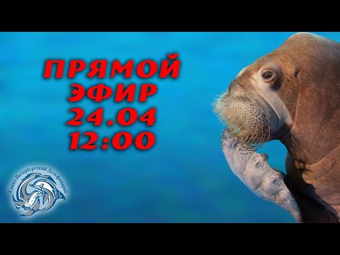 Видео: Работа ветеринара в Санкт-Петербургском Дельфинарии