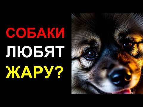 Видео: 🔥 Вот ПОЧЕМУ ваша собака ВСЕГДА лежит у батареи