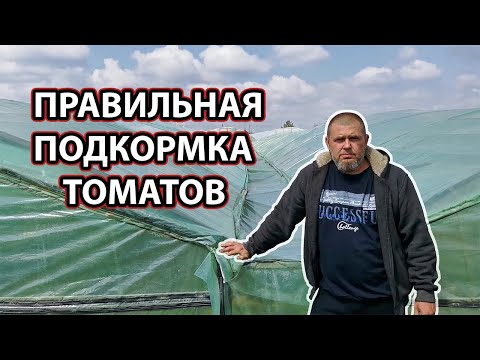 Видео: ПРАВИЛЬНАЯ ПОДКОРМКА ТОМАТОВ / окучивание томатов