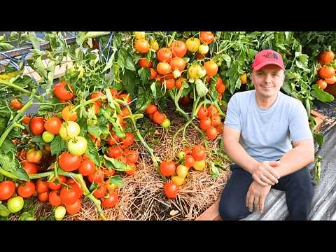 Видео: Низькорослі томати, які ви точно захочете виростити!