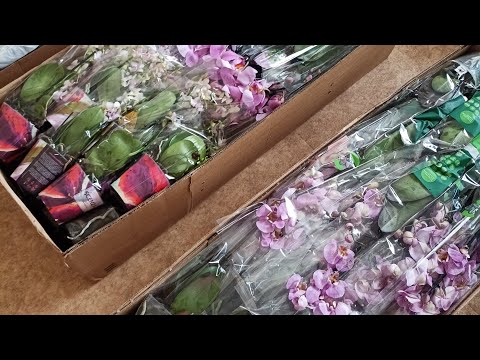 Видео: Про Орхидеи в прямом эфире!