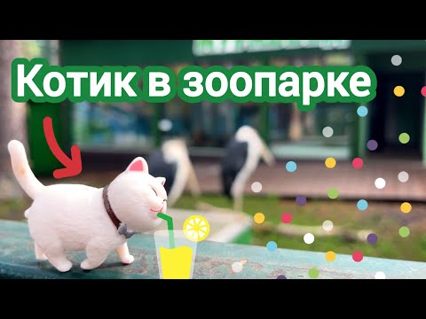 Видео: Кот в зоопарке