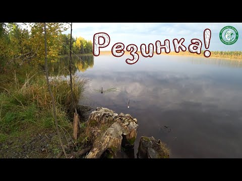 Видео: ВЫСТАВИЛИ РЕЗИНКИ НА ОЗЕРЕ, ПЛАВНАЯ ПОКЛЁВКА ЩУКИ НА ДЕДОВСКИЕ СНАСТИ НА ЖИВЦА, А ДРУГ НЕ ВЕРИЛ!