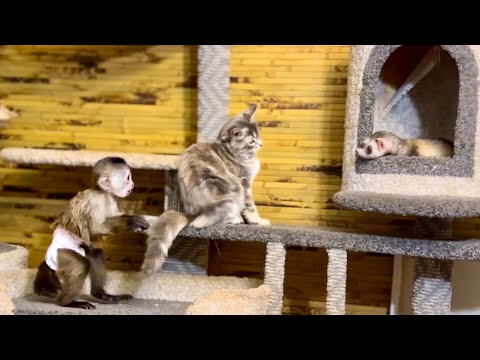 Видео: Финик уже понемногу начинает ВЛИВАТЬСЯ В ИГРУ с Моной и Лориком! 