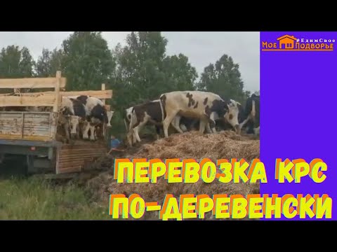Видео: Из жизни сельского дальнобойщика: перевозка коров. "Мое Подворье"