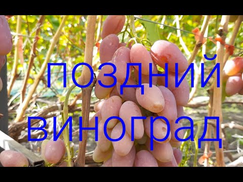 Видео: Поздний виноград во второй половине сентября