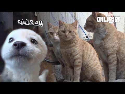 Видео: Четыре щенка Бэкбу против четырех сырных котов