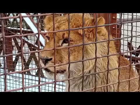 Видео: 2 часть)Минский зоопарк.Шерханчик.Кормить животных интересно.