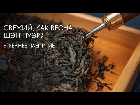 Видео: Как выбрать и заварить шэн пуэр, советы от Art of Tea | Дерзкий стрим