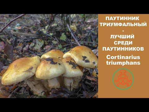 Видео: Паутинник триумфальный - лучший среди паутинников. Cortinarius triumphans