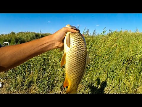 Видео: САЗАН АУЛАДЫҚ [ШІРКЕЛІ, СЕРКЕШ, ҚҰЛАҒАН КӨПІР]