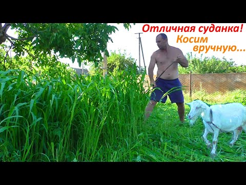 Видео: Покос суданки РУЧНОЙ косой !!!
