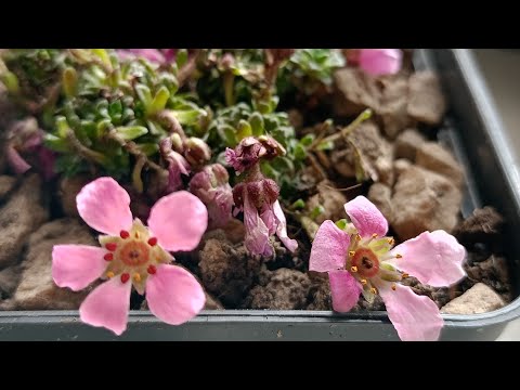 Видео: Розпаковка рослин від "Зелених янголів".