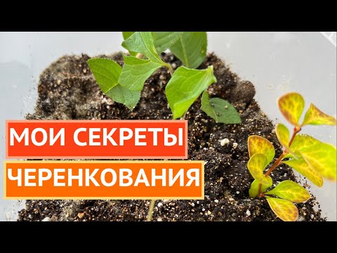 Видео: ЧЕРЕНКУЕМ ТАК, ЧТОБЫ ВСЕ ТОЧНО ПРИЖИЛОСЬ!