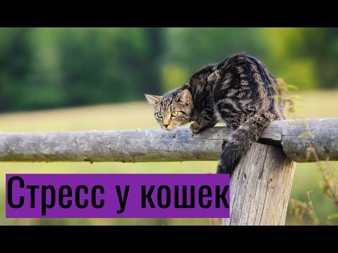 Видео: Стресс у кошек: симптомы и лечение