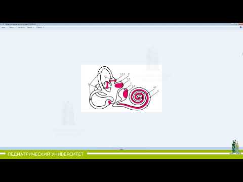 Видео: 23. Органы чувств продолжение