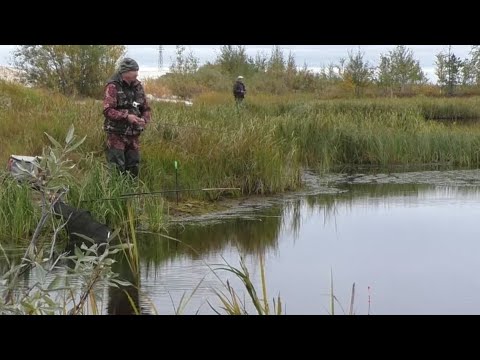 Видео: В ЭТИХ БОЛОТАХ РЫБА КЛЮЕТ НА КАЖДОМ ЗАБРОСЕ!!! ЗАЕХАЛИ В ДИКИЕ МЕСТА ГДЕ ПОЛНО РЫБЫ!! РЫБАЛКА 2023г