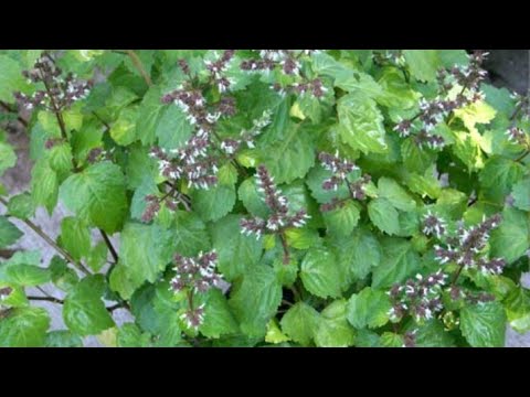 Видео: 🌱 Ароматы с яркой нотой ПАЧУЛИ в моей парфколлекции🍃🍃