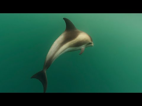 Видео: ЗАСНЯЛИ ДЕЛЬФИНА ЗА ПОЛЯРНЫМ КРУГОМ. КУПАЕМСЯ В БАРЕНЦЕВОМ МОРЕ.