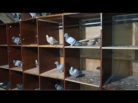 Видео: ПОЧТОВЫЕ ГОЛУБИ, РЕМОНТ ГОЛУБЯТНИ 2-Я ЧАСТЬ.