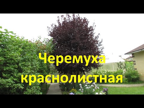 Видео: Черемуха краснолистная в моем саду | Про Сад с Любовью