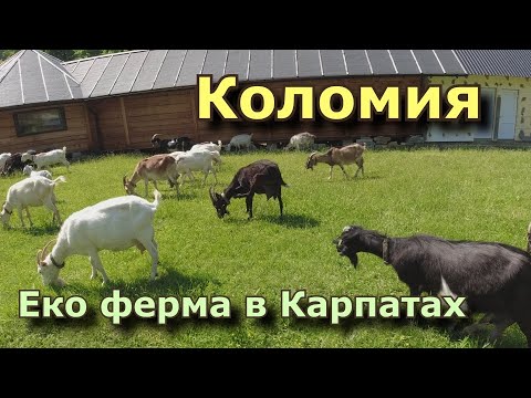 Видео: Еко ферма в Карпатах. Коломия