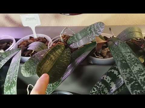 Видео: Фитомодуль и орхидеи. Книга Е. Бачуриной. Поделкa сына из орхидей #обзорорхидей #фитомодуль #orchid 