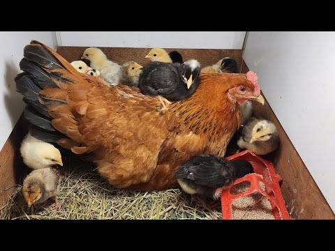 Видео: Цыплятам 10 дней!🐥🐥🐥