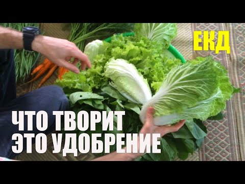 Видео: Фильм о EKD органическом земледелии в Индонезии