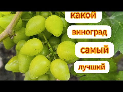 Видео: Самый лучший виноград в мире. Какой же?
