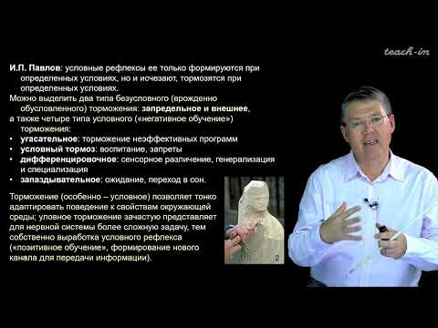 Видео: Дубынин В. А. - 100 часов школьной биологии - 1.26. Безусловное и условное торможение,  темпераменты