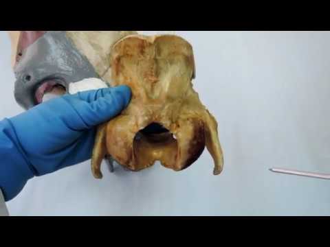 Видео: Видеозанятие 5 "Кости черепа"