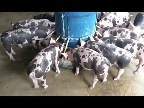 Видео: 50 ГОЛОВ ОТКОРМА,ЕСЛИ ВСЕ КУПИТЬ, И ВЫРАСТИТЬ -ЧТО МОЖНО ЗАРАБОТАТЬ