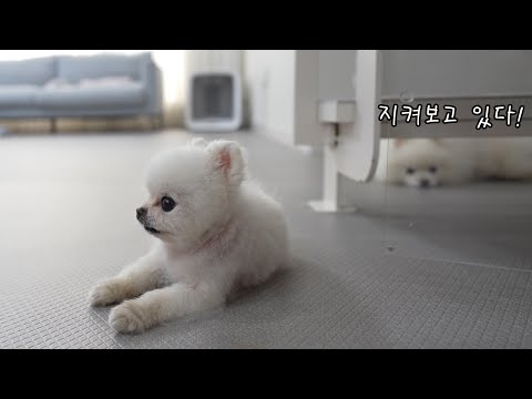 Видео: Я приготовила тушеную курицу для щенков [Ru Pong Daily V-LOG]