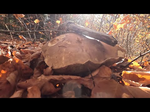 Видео: Хочете вірте, хочете ні але Білі Гриби ще є!