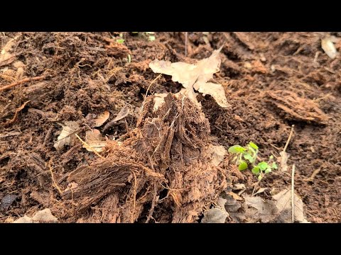 Видео: Что я буду добавлять в лунки при высадки рассады