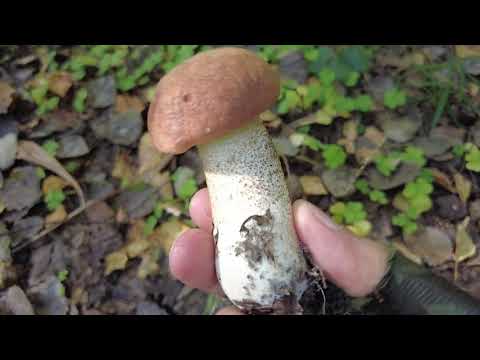 Видео: Закрытие сезона по Подосиновикам