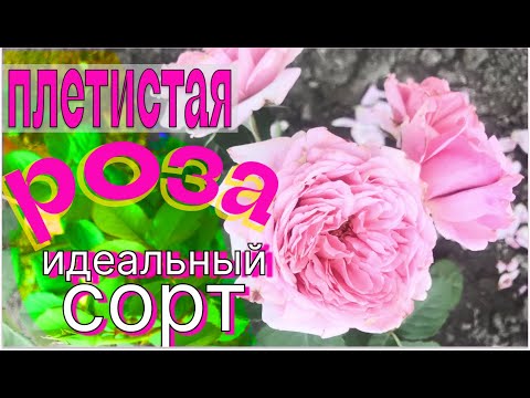 Видео: Идеальный сорт плетистой розы.Рекомендую!!!