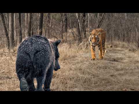 Видео: Этого Тигра Боятся Даже Медведи!!!  Редкие Сражения Животных , Снятые на Камеру!