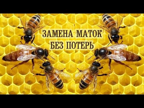 Видео: Пчеловодство. Замена маток без потерь.