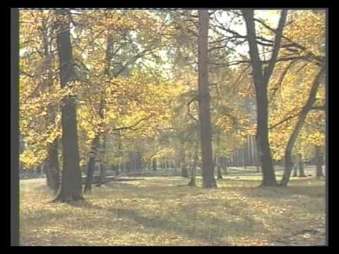 Видео: Бузулукский бор