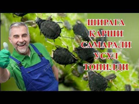 Видео: Ширага карши зур усул топилди. Ширага карши дори тайёрлаш, арзон ва хамёнбоп.