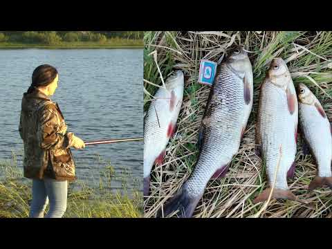 Видео: Бешеный клёв. Вечерний жор рыбы. Рыбалка на поплавок. Ловля на маховую удочку 2021.