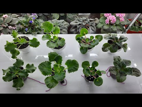 Видео: Как подготовить детки фиалки к весеннему цветению? Пересадка фиалки из стакана в горшок.часть 1.