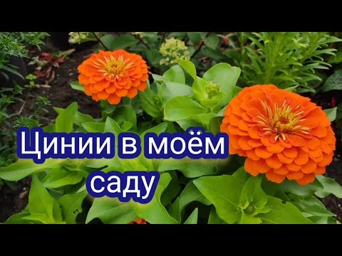 Видео: Низкорослые серии цинии в моём саду
