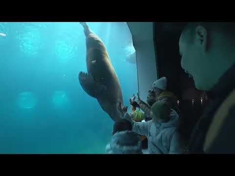 Видео: Московский зоопарк !