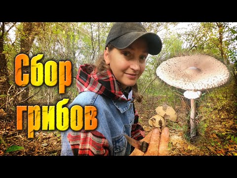 Видео: Хроники грибной охоты -1 / Chronicles of mushroom hunting -1