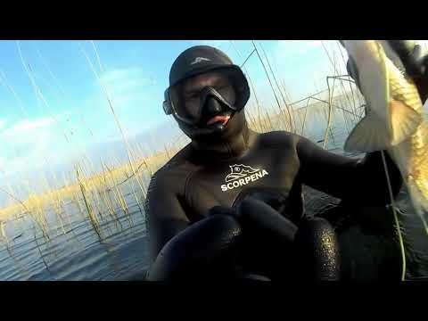 Видео: Подводная  Охота Весной 2019 (Встретил Монстра)